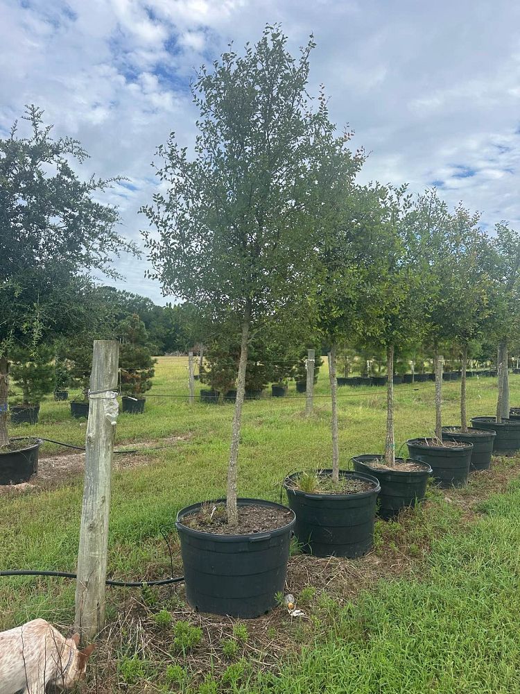 ulmus-crassifolia-cedar-elm