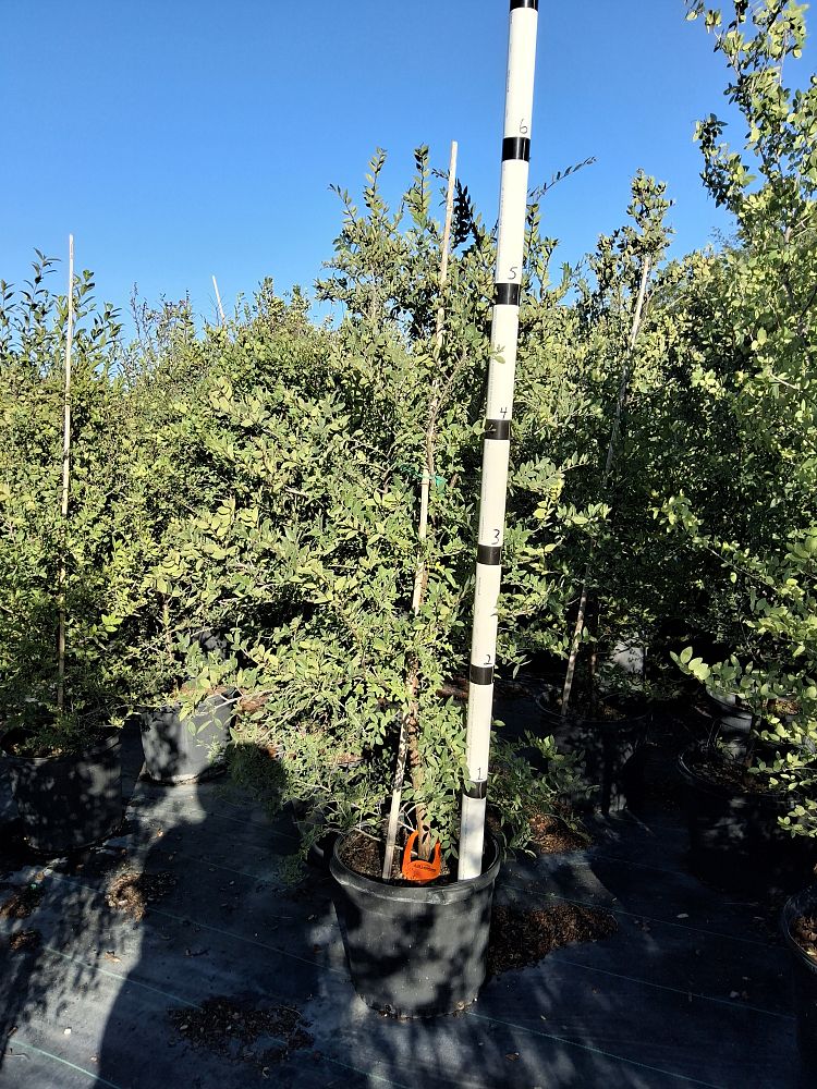 ulmus-crassifolia-cedar-elm