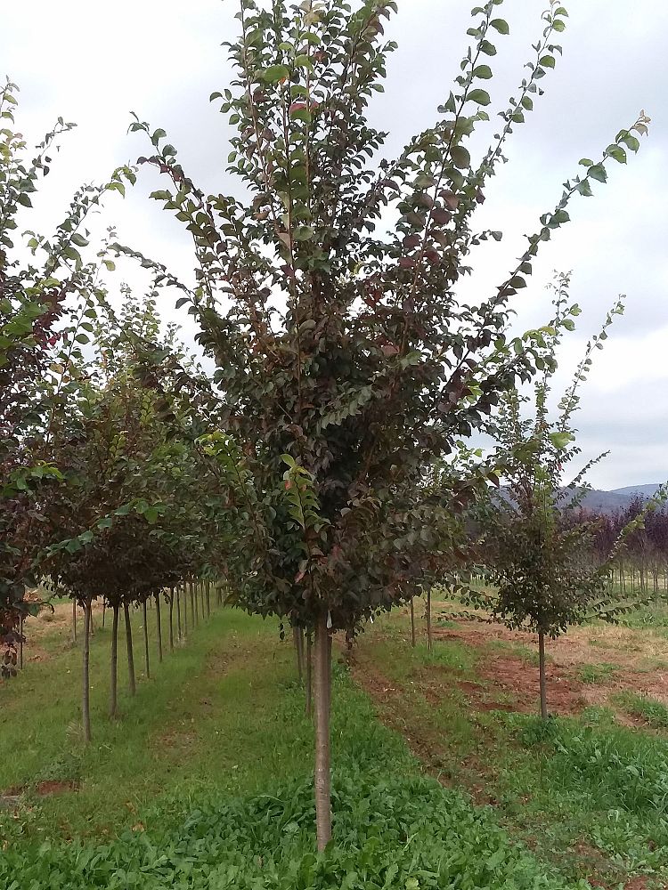 ulmus-frontier-elm