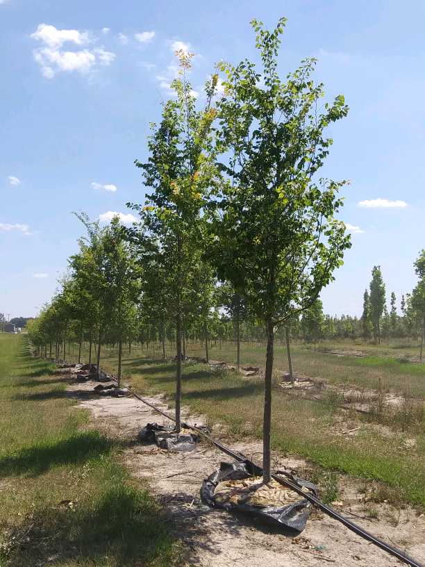 ulmus-frontier-elm