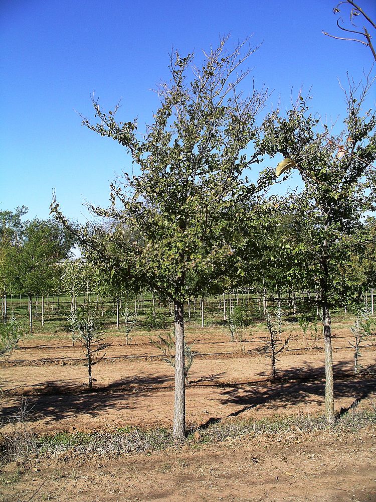 ulmus-morton-japanese-elm-accolade