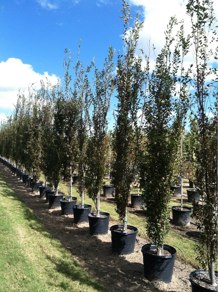 ulmus-parvifolia-bsnupf-chinese-elm-everclear-lacebark-elm