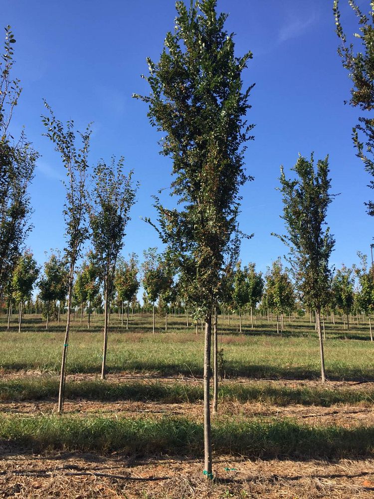 ulmus-parvifolia-bsnupf-chinese-elm-everclear-lacebark-elm
