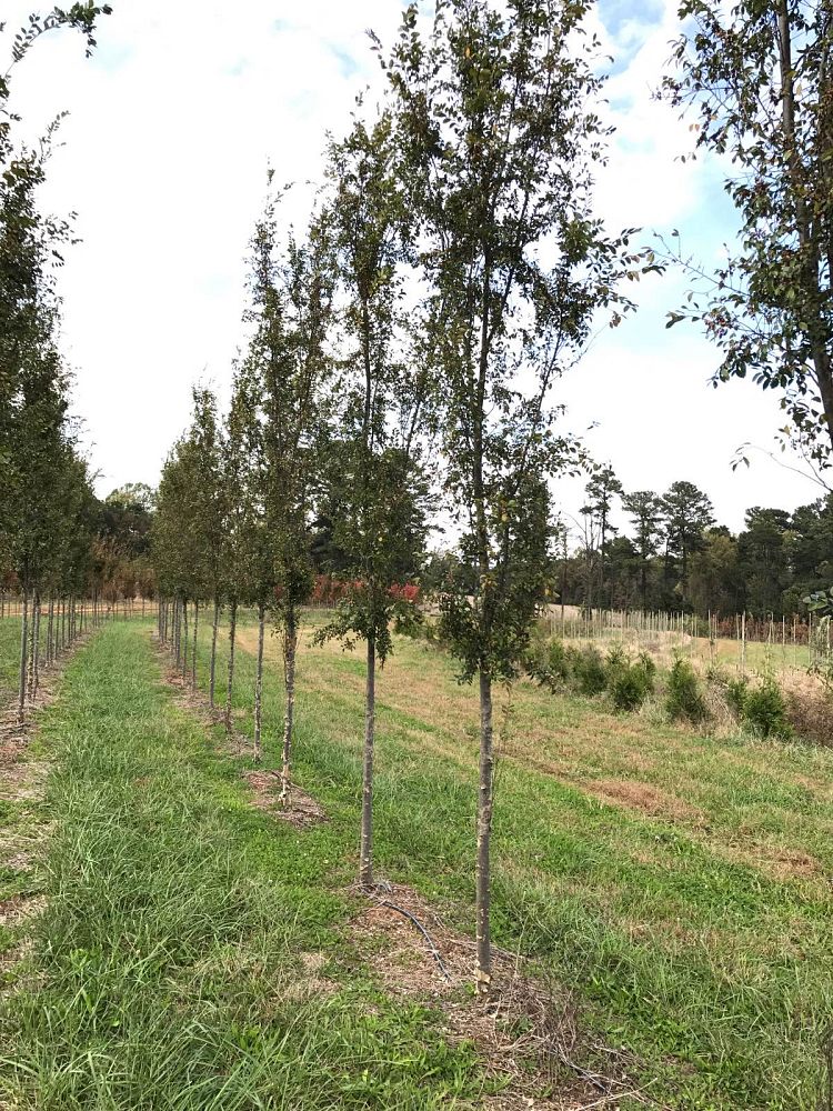 ulmus-parvifolia-bsnupf-chinese-elm-everclear-lacebark-elm