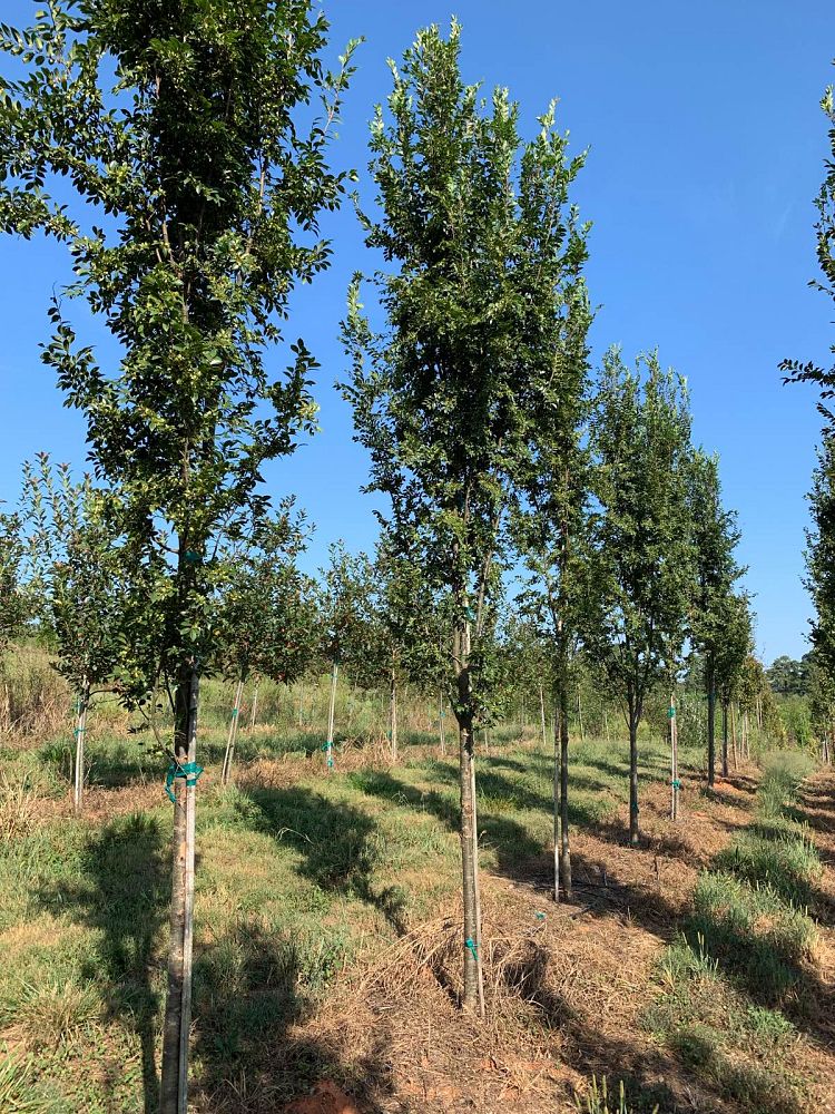 ulmus-parvifolia-bsnupf-chinese-elm-everclear-lacebark-elm