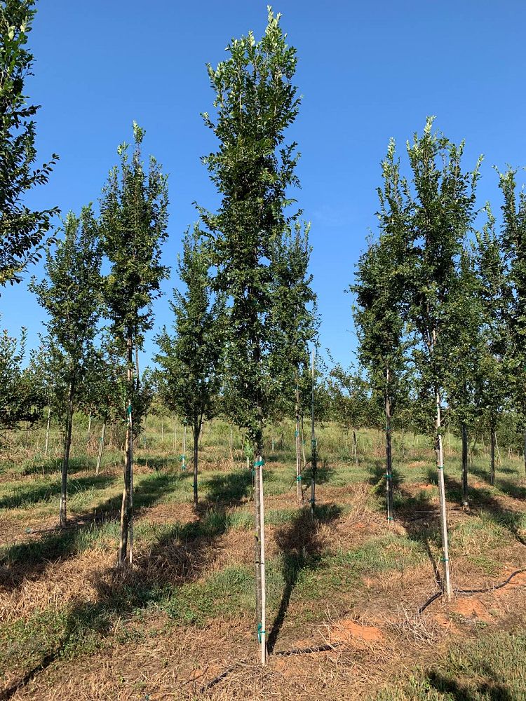 ulmus-parvifolia-bsnupf-chinese-elm-everclear-lacebark-elm