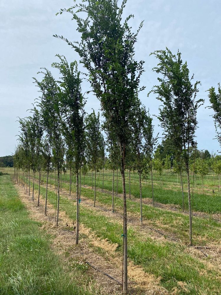 ulmus-parvifolia-bsnupf-chinese-elm-everclear-lacebark-elm