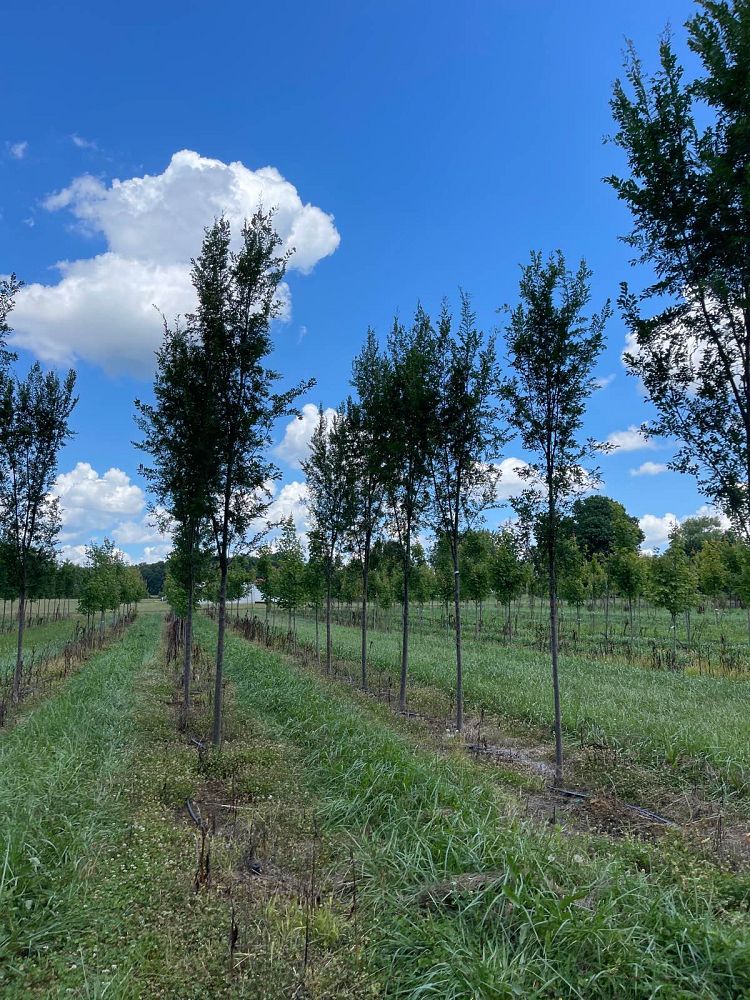 ulmus-parvifolia-bsnupf-chinese-elm-everclear-lacebark-elm