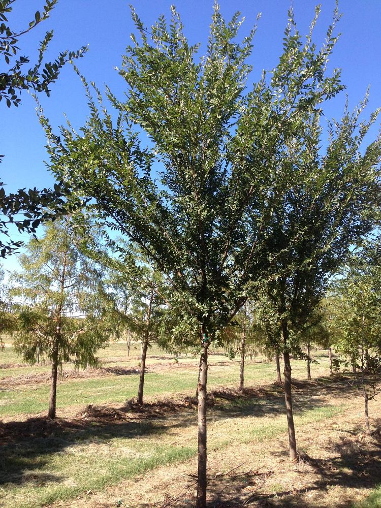 ulmus-parvifolia-chinese-elm-lacebark-elm