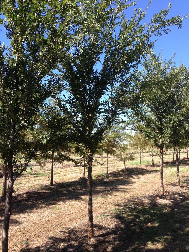 ulmus-parvifolia-chinese-elm-lacebark-elm