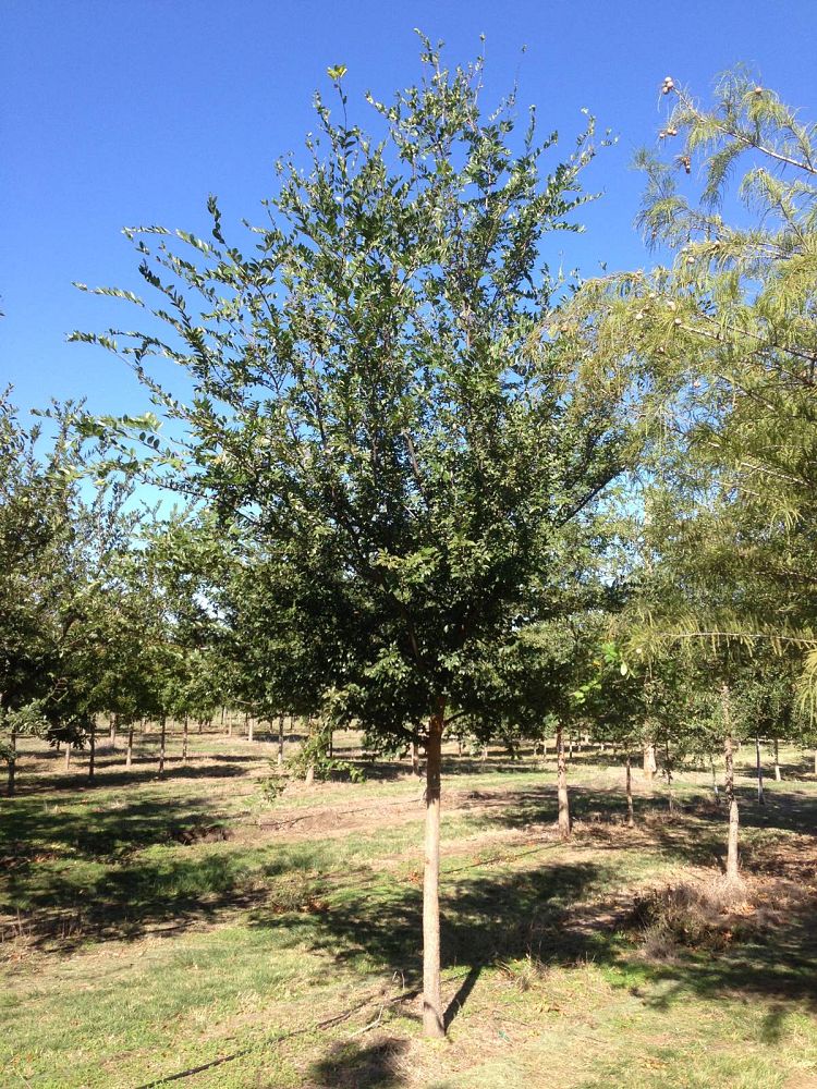 ulmus-parvifolia-chinese-elm-lacebark-elm