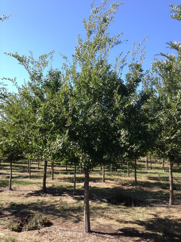ulmus-parvifolia-chinese-elm-lacebark-elm