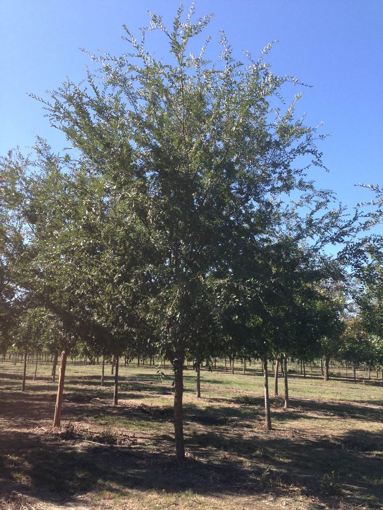 ulmus-parvifolia-chinese-elm-lacebark-elm