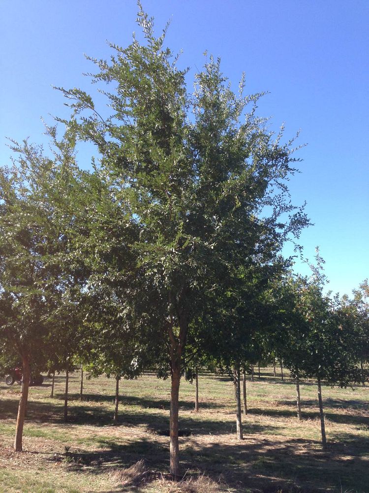 ulmus-parvifolia-chinese-elm-lacebark-elm