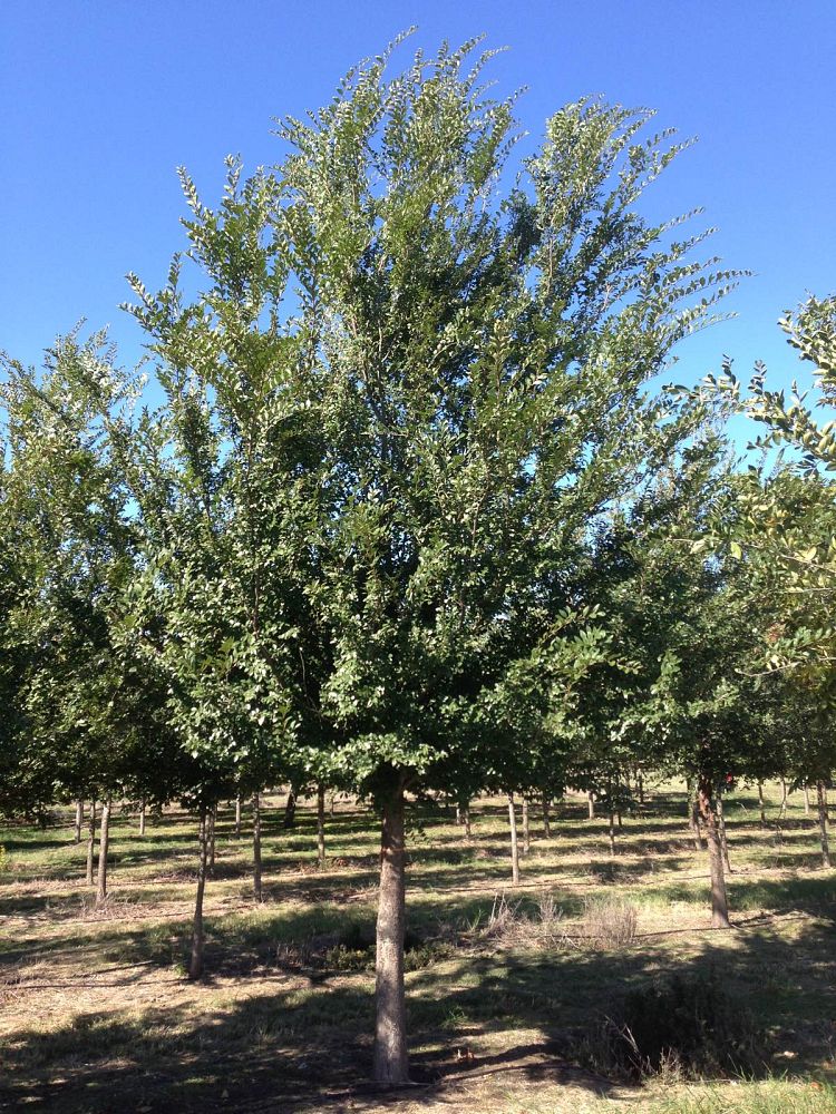 ulmus-parvifolia-chinese-elm-lacebark-elm