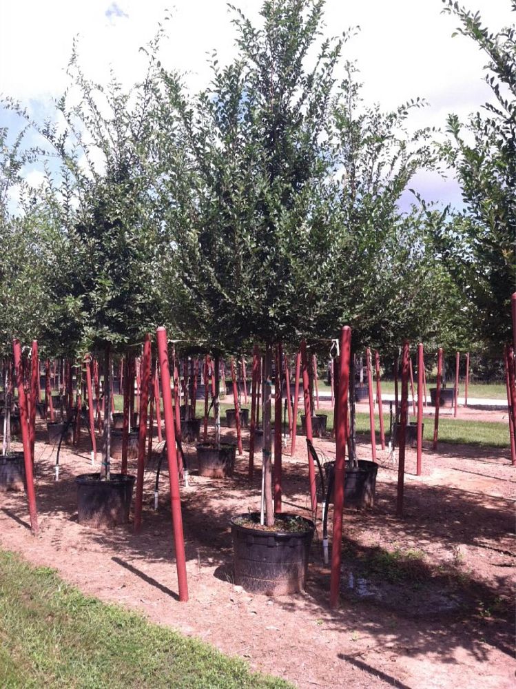 ulmus-parvifolia-chinese-elm-lacebark-elm
