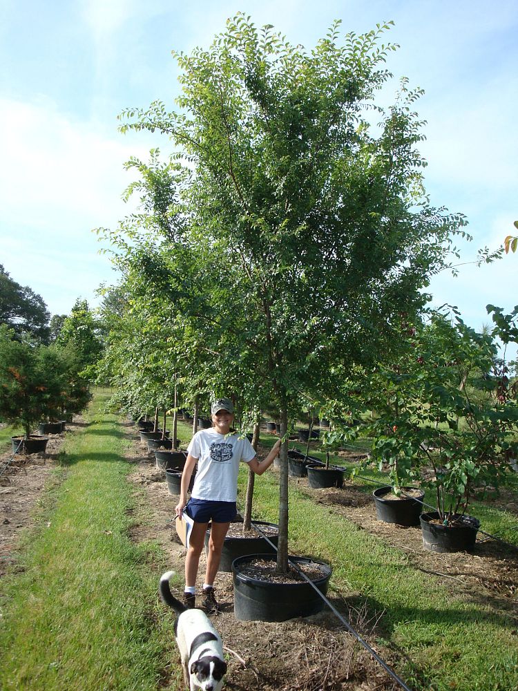 ulmus-parvifolia-chinese-elm-lacebark-elm