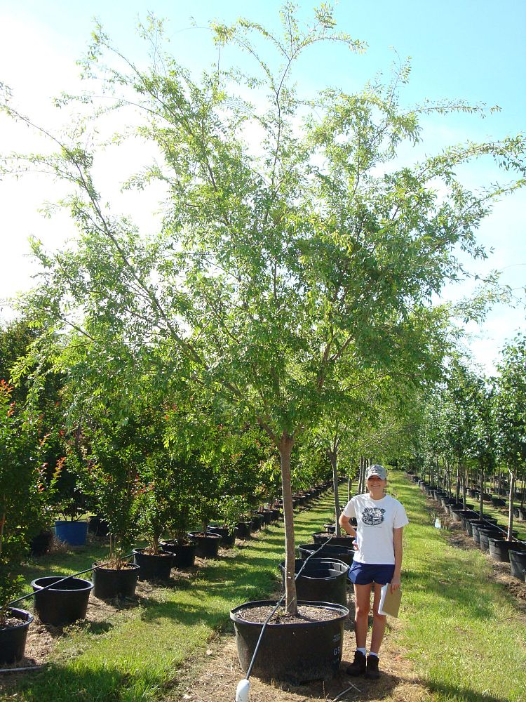 ulmus-parvifolia-chinese-elm-lacebark-elm