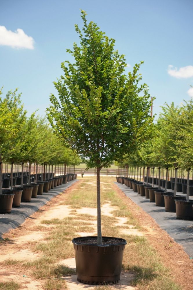 ulmus-parvifolia-chinese-elm-lacebark-elm