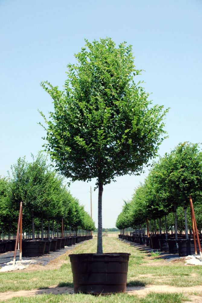 ulmus-parvifolia-chinese-elm-lacebark-elm