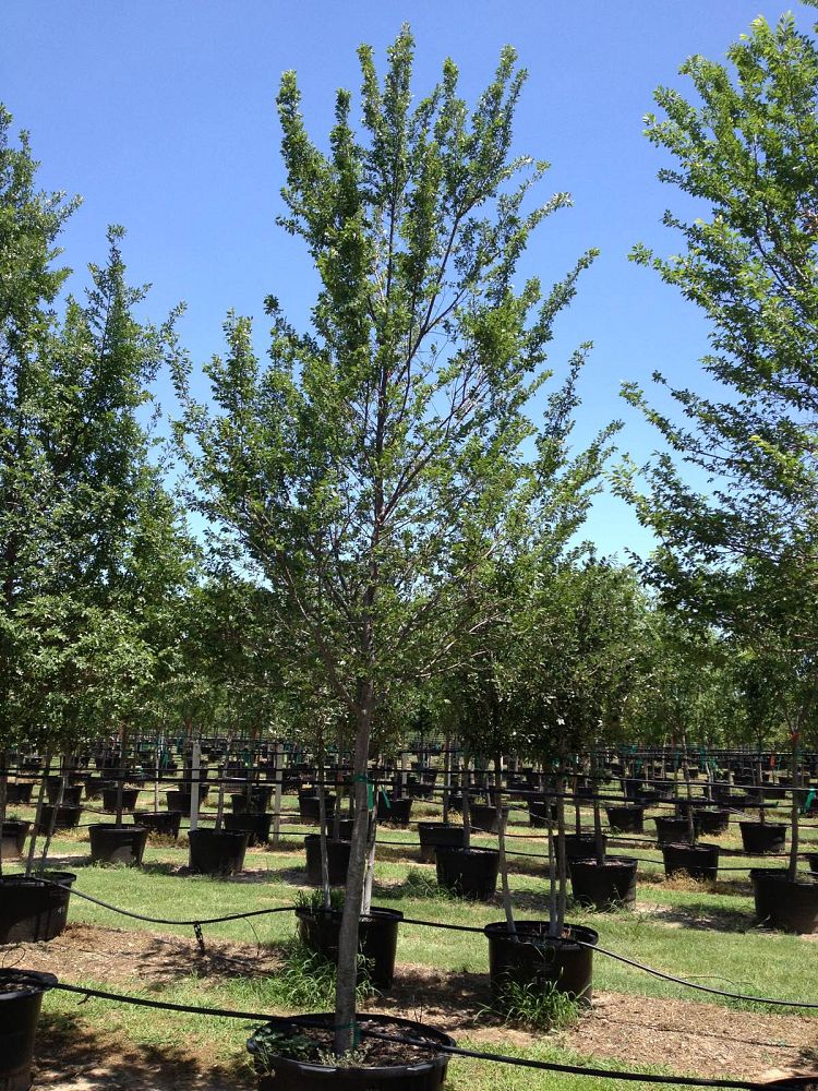 ulmus-parvifolia-chinese-elm-lacebark-elm