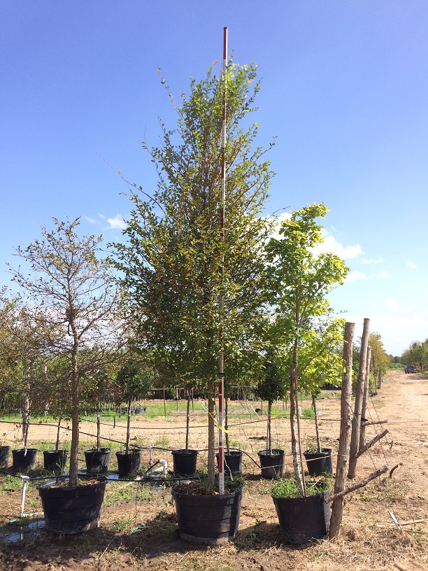 ulmus-parvifolia-chinese-elm-lacebark-elm