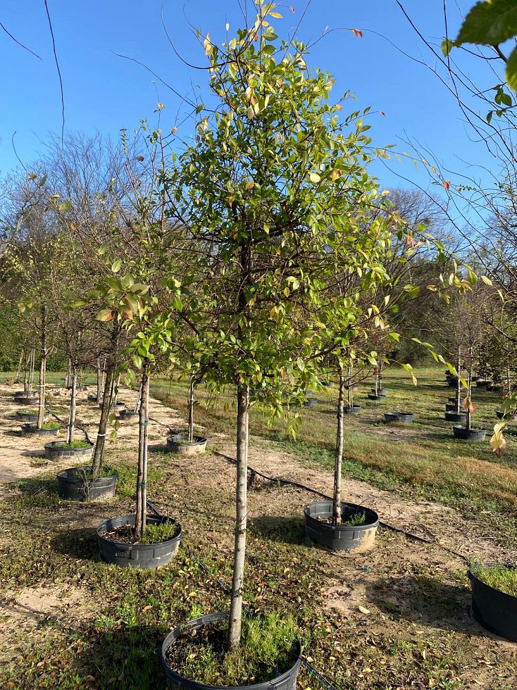 ulmus-parvifolia-chinese-elm-lacebark-elm
