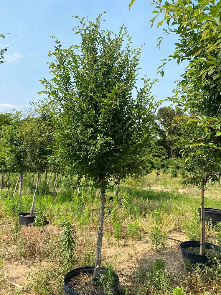 ulmus-parvifolia-chinese-elm-lacebark-elm