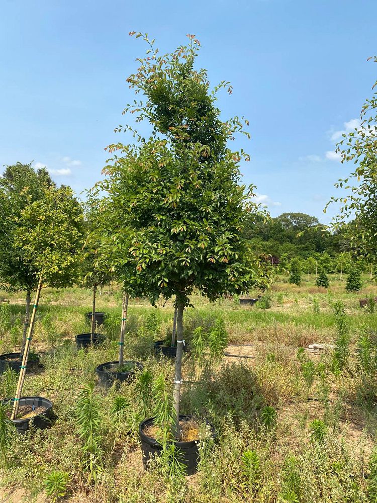 ulmus-parvifolia-chinese-elm-lacebark-elm