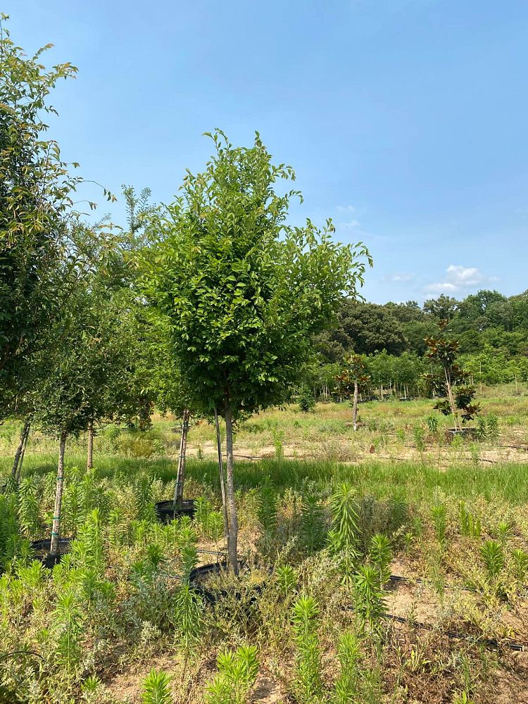 ulmus-parvifolia-chinese-elm-lacebark-elm