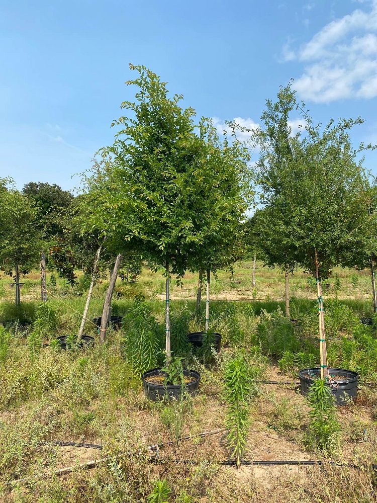 ulmus-parvifolia-chinese-elm-lacebark-elm