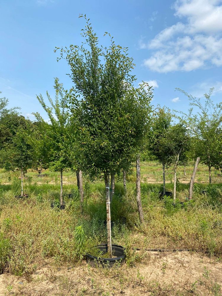 ulmus-parvifolia-chinese-elm-lacebark-elm