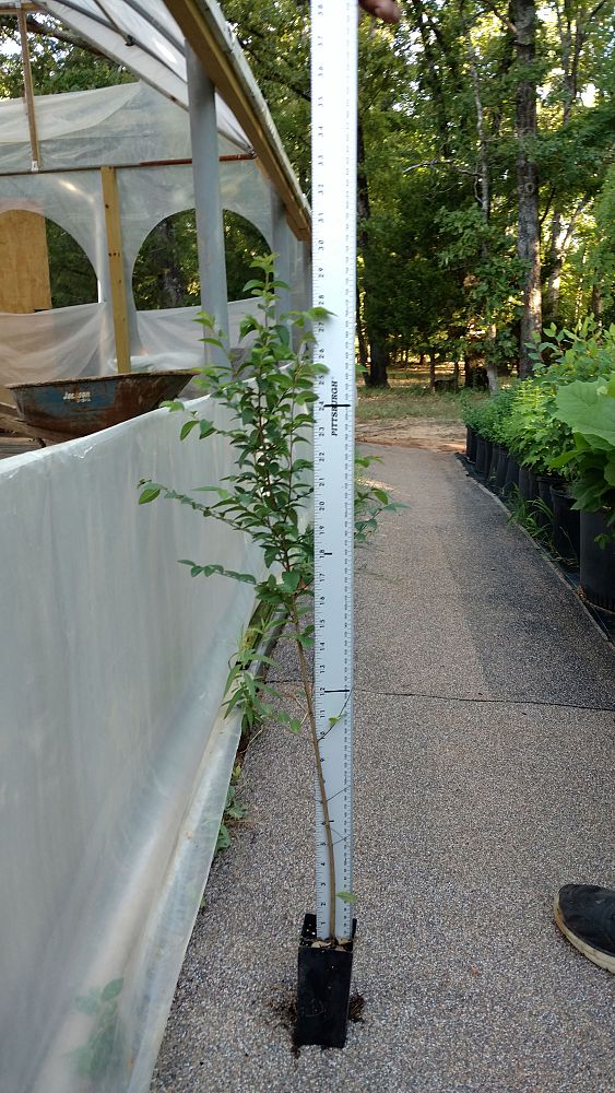 ulmus-parvifolia-chinese-elm-lacebark-elm