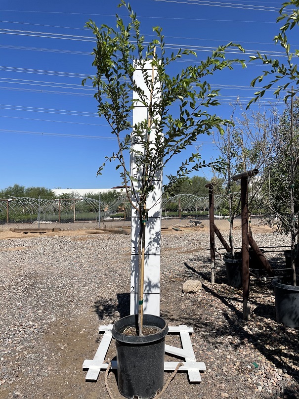 ulmus-parvifolia-chinese-elm-lacebark-elm
