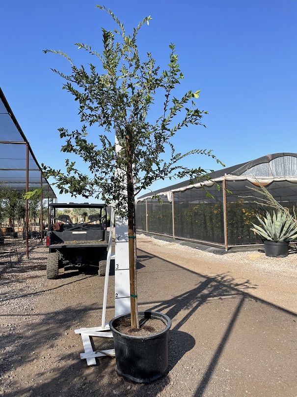 ulmus-parvifolia-chinese-elm-lacebark-elm