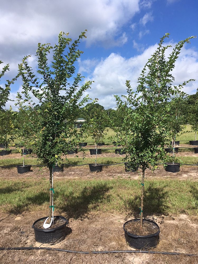 ulmus-parvifolia-chinese-elm-lacebark-elm
