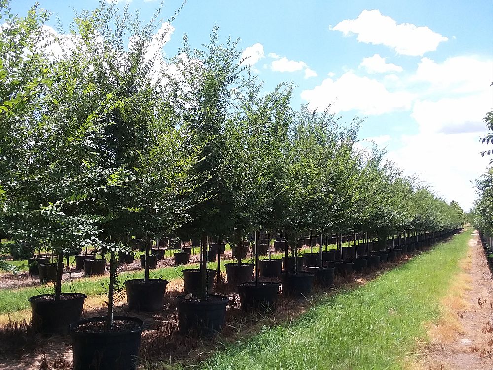 ulmus-parvifolia-chinese-elm-lacebark-elm