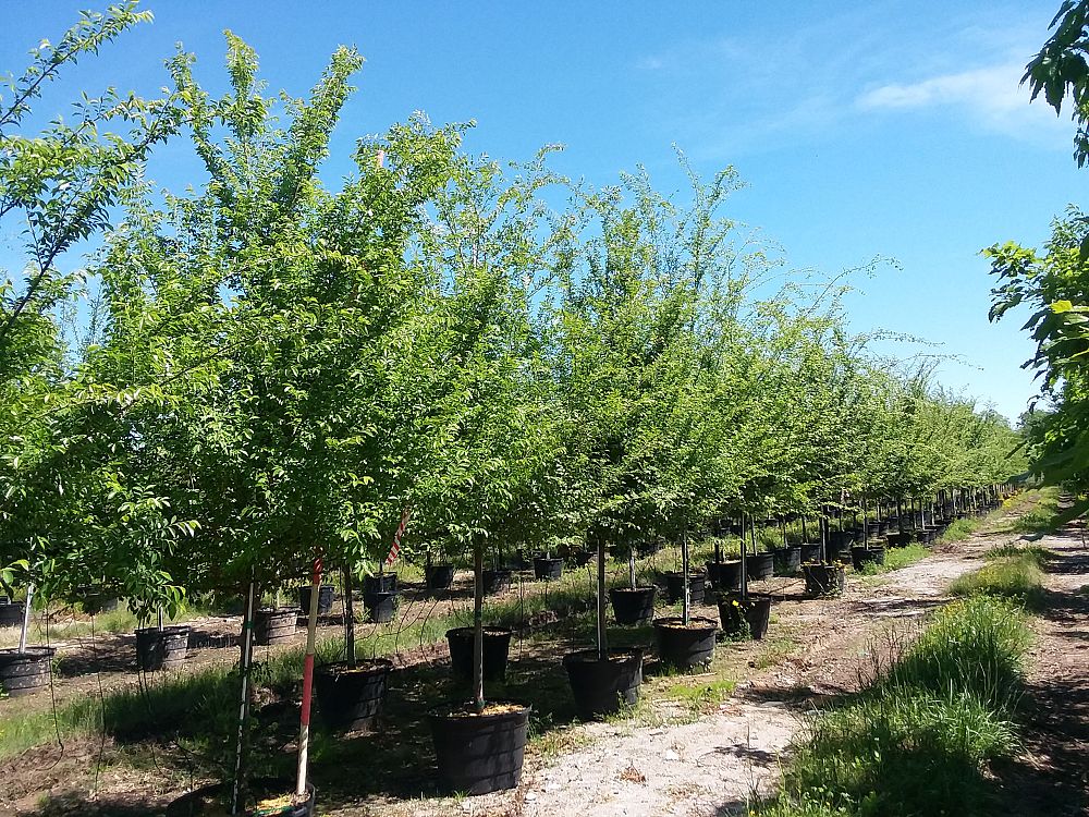 ulmus-parvifolia-chinese-elm-lacebark-elm