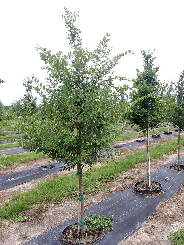 ulmus-parvifolia-chinese-elm-lacebark-elm