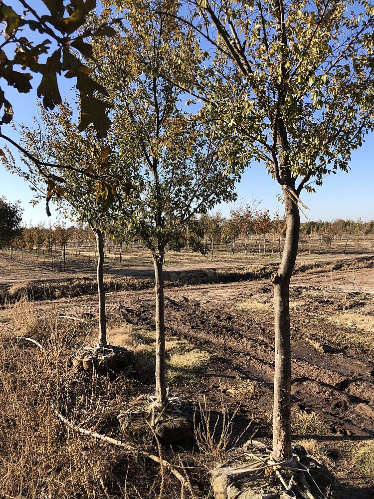 ulmus-parvifolia-chinese-elm-lacebark-elm