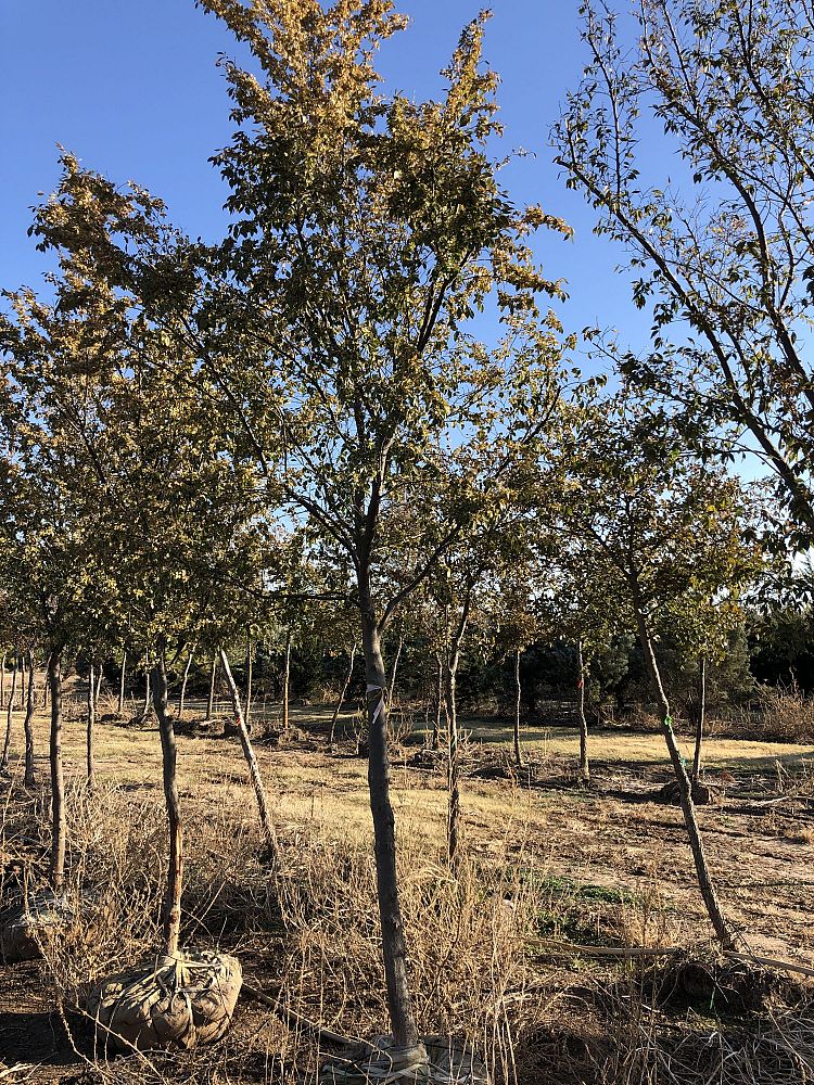 ulmus-parvifolia-chinese-elm-lacebark-elm