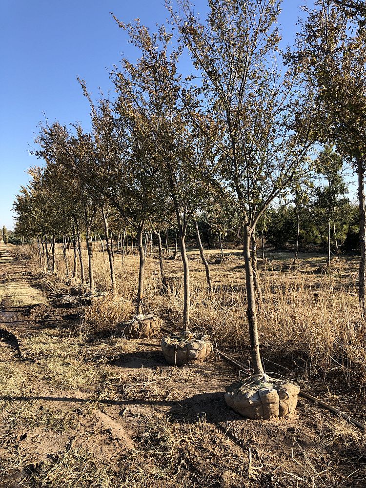 ulmus-parvifolia-chinese-elm-lacebark-elm