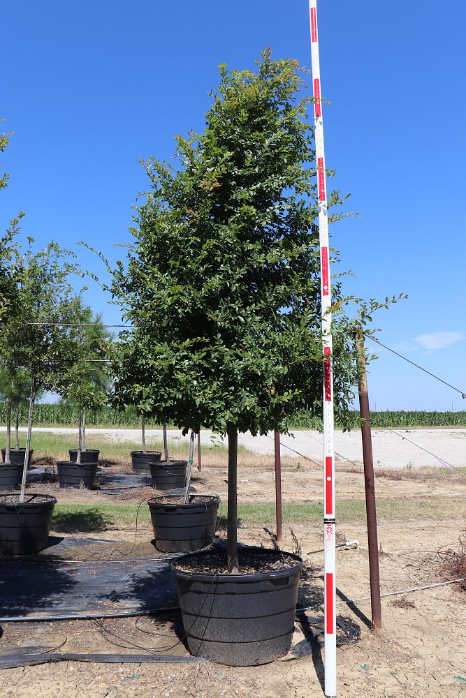 ulmus-parvifolia-chinese-elm-lacebark-elm
