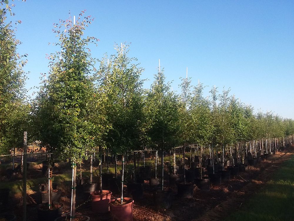 ulmus-parvifolia-chinese-elm-lacebark-elm