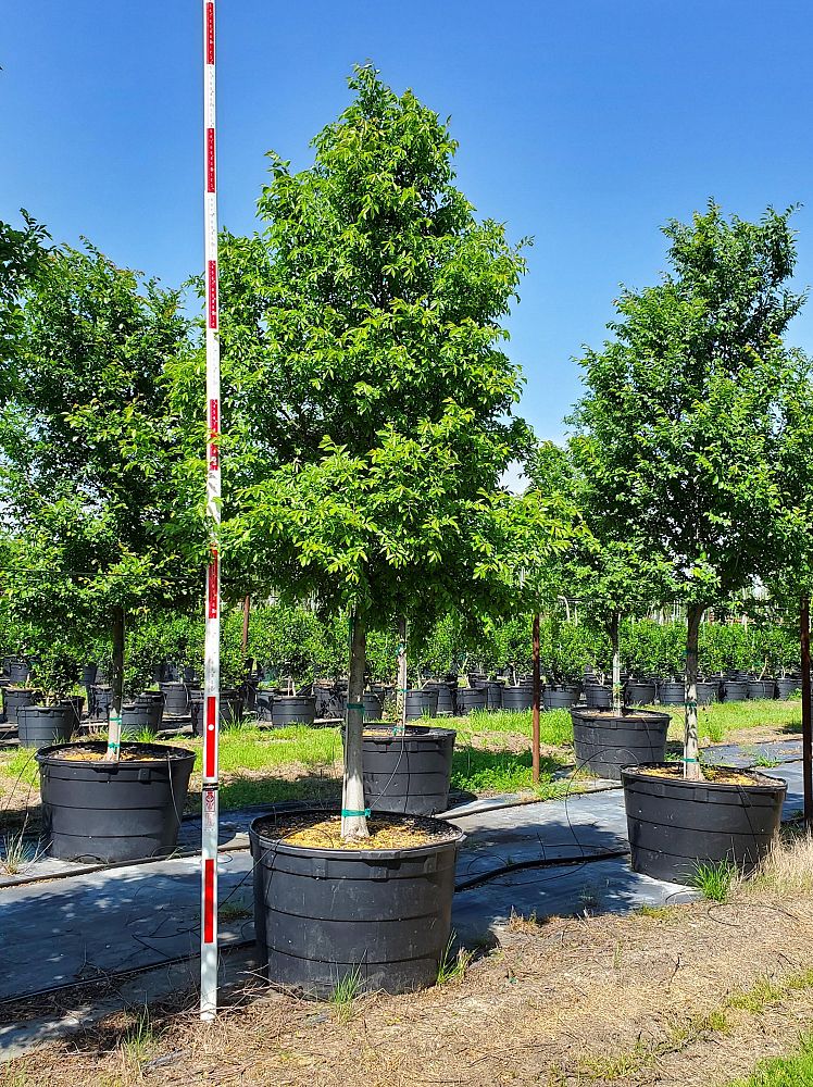 ulmus-parvifolia-chinese-elm-lacebark-elm
