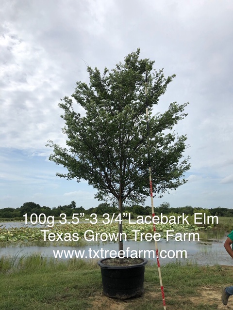 ulmus-parvifolia-chinese-elm-lacebark-elm