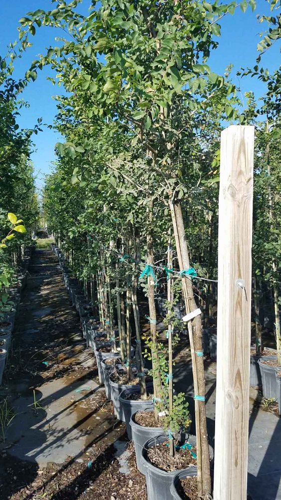 ulmus-parvifolia-chinese-elm-lacebark-elm