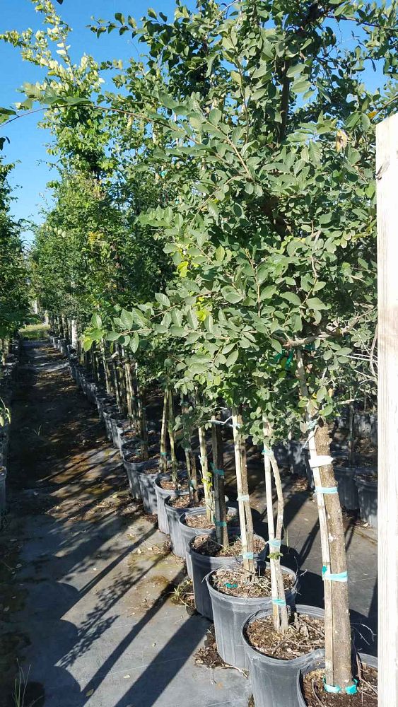 ulmus-parvifolia-chinese-elm-lacebark-elm