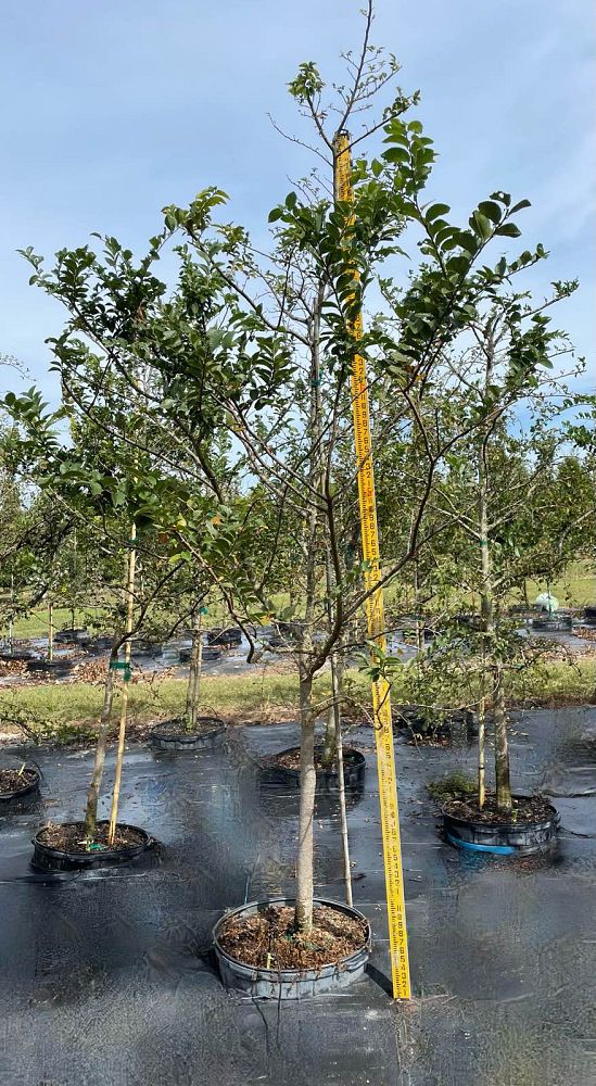 ulmus-parvifolia-chinese-elm-lacebark-elm