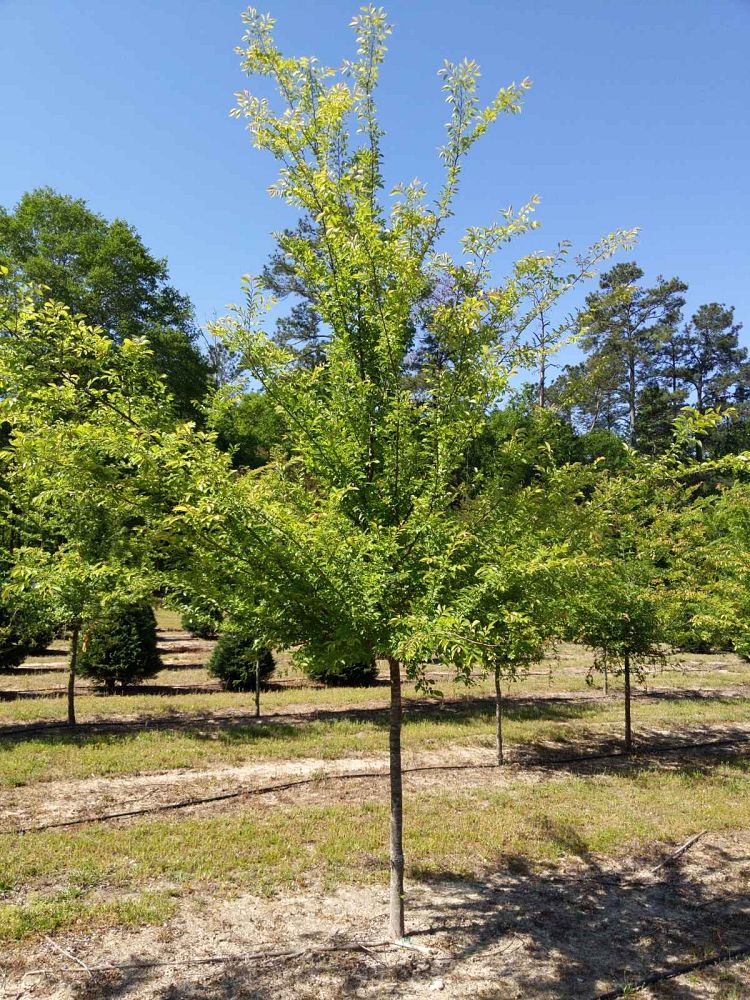 ulmus-parvifolia-chinese-elm-lacebark-elm